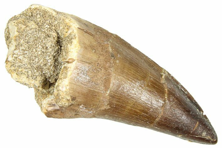 Fossil Prognathodontid Mosasaur Tooth - Morocco #374488